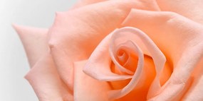 Εικόνα τριαντάφυλλο ροδάκινου