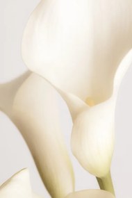 Φωτογραφία White Calla Lily No 2, Studio Collection