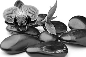 Εικόνα από πέτρες σπα για μασάζ σε μαύρο & άσπρο - 90x60
