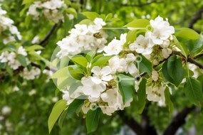 Intra Συλλεκτικό Ξύλινο Παζλ Plywood 4mm - Δέντρο με λευκά λουλούδια και πράσινα φύλλα Σε Ξύλινο Κουτί - Διαστάσεις: 10x10 cm – 25 κομμάτια