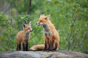 Φωτογραφία Red Fox & Kit, mlorenzphotography