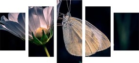 Πεταλούδα εικόνας 5 μερών σε λουλούδι - 200x100