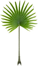 GloboStar® Artificial Garden SERENOA PALM LEAF 20172 Τεχνητό Διακοσμητικό Φύλο Φοινικόδεντρου Σερενόα Βεντάλια Π77 x Υ140cm