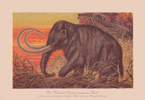 Εικονογράφηση Woolly mammoth , chromolithograph, published in, ZU_09