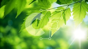 Intra Συλλεκτικό Ξύλινο Παζλ Plywood  4mm - Κλαδί δέντρου με πράσινα φύλλα και ηλιακό φως Σε Ξύλινο Κουτί - Διαστάσεις: 10x10 cm – 25 κομμάτια