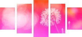 Εικόνα 5 τμημάτων Πικραλίδα σε ροζ φόντο