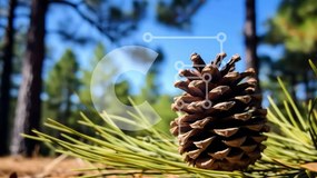 Intra Συλλεκτικό Ξύλινο Παζλ Plywood 4mm - Κώνος πεύκου σε ανοιχτό πευκοδάσος Σε Ξύλινο Κουτί - Διαστάσεις: 10x10 cm – 25 κομμάτια