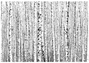 Φωτοταπετσαρία - Birch forest 300x210