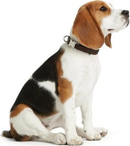 Κολλάρο Σκύλου Hunter Alu-Strong Πορτοκαλί L 40-55 cm