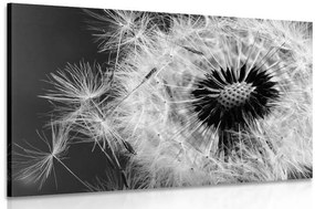 Εικόνα σπόρων πικραλίδας σε ασπρόμαυρο σχέδιο - 120x80