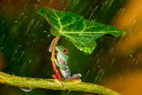 Φωτογραφία Ohh Noo :( It's Raining, Kutub Uddin