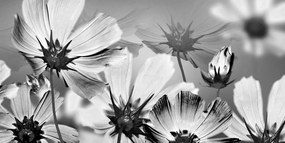 Εικόνα λουλουδιών κήπου σε μαύρο & άσπρο - 120x60