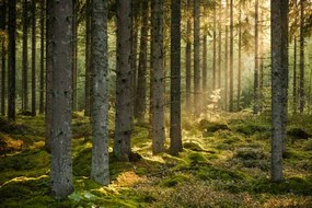 Φωτογραφία Evening sun shining in spruce forest, Schon