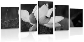 Εικόνα 5 τμημάτων λεπτό λουλούδι λωτού σε ασπρόμαυρο