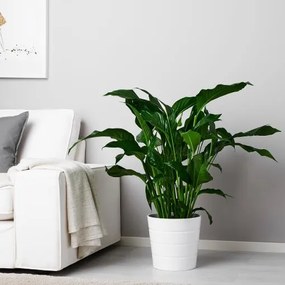 SPATHIPHYLLUM Φυτό 701.448.49