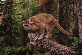 Φωτογραφία Mountain Lion on Tree Stump, John Conrad