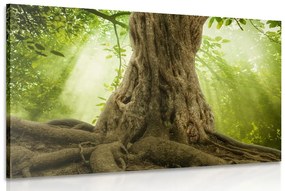 Εικόνα ρίζα δέντρου - 90x60