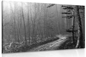 Εικόνα ασπρόμαυρης διαδρομής προς το δάσος - 120x80
