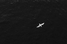 Φωτογραφία High angle POV of bird flying over the ocean, Gabriel Mello