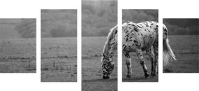 Εικόνα 5 μερών ενός αλόγου σε ένα λιβάδι σε ασπρόμαυρο