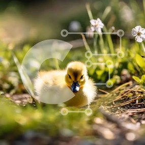 Intra Συλλεκτικό Ξύλινο Παζλ Plywood 4mm - Νεαρό κίτρινο παπάκι στη χλόη με τα λευκά λουλούδια Σε Ξύλινο Κουτί - Διαστάσεις: 10x10 cm – 25 κομμάτια