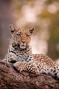 Φωτογραφία Leopard, Chobe National Park, Botswana, Mint Images/ Art Wolfe