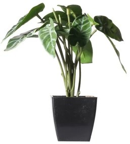 Supergreens Τεχνητό Φυτό Αλοκάσια Amazonica 'Polly Πράσινο 22 εκ
