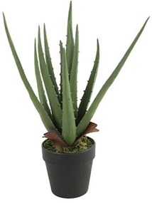 Διακοσμητικό Φυτό Σε Γλάστρα Aloe Vera 15x15x35cm Green Πολυαιθυλένιο