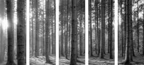 Εικόνα 5 μερών που τρέχει στο δάσος σε ασπρόμαυρο