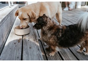 Ταΐστρα σκύλων Hunter OSBY Μπεζ Κεραμικά 1,1 L