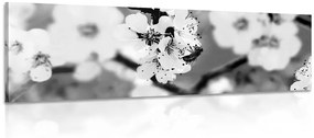 Εικόνα λουλουδιών δέντρων την άνοιξη σε μαύρο & άσπρο - 120x40
