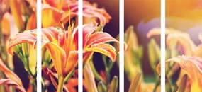 Εικόνα 5 μερών όμορφα ανθισμένα λουλούδια στον κήπο - 100x50