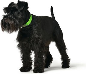 Κολλάρο Σκύλου Hunter Convenience 23-31 cm Πράσινο XS/S