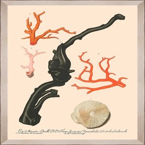 Κάδρο Deliciae Naturae Iv Fa13356 35X50Cm Beige-Black Mindthegap Vertical Wood