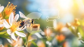 Intra Συλλεκτικό Ξύλινο Παζλ Plywood 4mm - Μέλισσα στο πορτοκαλί λουλούδι με τον ήλιο να λάμπει πίσω Σε Ξύλινο Κουτί - Διαστάσεις: 10x10 cm – 25 κομμάτια