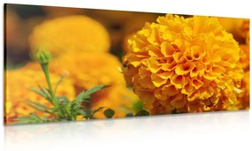 Εικόνα κατιφέ Αζτέκων σε κίτρινο χρώμα - 100x50