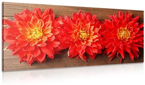 Εικόνα με κόκκινα λουλούδια ντάλια - 100x50