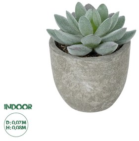 GloboStar® Artificial Garden SUCCULENT SEDEVERIA POTTED PLANT 21016 Διακοσμητικό Φυτό Σεδεβέρια  Φ7 x Υ8cm