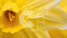 Intra Συλλεκτικό Ξύλινο Παζλ Plywood 4mm - Κίτρινο λουλούδι με σταγονίδια νερού Σε Ξύλινο Κουτί - Διαστάσεις: 10x10 cm – 25 κομμάτια