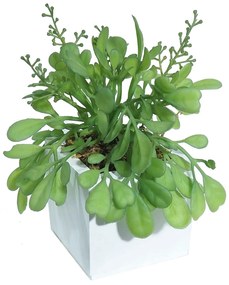 Plant in Pot CONCORAL 14cm Aglaia Odorata 4889063B-00N3