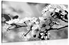 Εικόνα άνθη κερασιάς σε μαύρο & άσπρο - 90x60