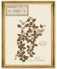 Κάδρο Herbarium Alpinium II FA13456 35x50cm Multi MindTheGap Κάθετοι Wood, Glass
