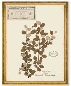 Κάδρο Herbarium Alpinium II FA13456 35x50cm Multi MindTheGap Vertical Ξύλο,Γυαλί