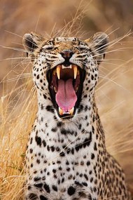 Φωτογραφία A leopard yawning, close-up portrait, Jami Tarris