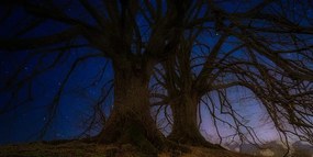 Εικόνα δέντρων στο νυχτερινό τοπίο - 100x50