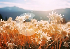 Intra Συλλεκτικό Ξύλινο Παζλ Plywood 4mm - Πεδίο με λευκές μαργαρίτες με βουνά Σε Ξύλινο Κουτί - Διαστάσεις: 10x10 cm – 25 κομμάτια