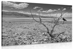 Εικόνα ασπρόμαυρης ξηρασίας τοπίου