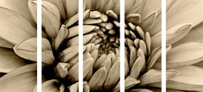Εικόνα 5 μερών ντάλια με λεπτομέρεια σε σέπια - 200x100