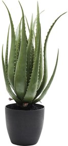 Διακοσμητικό Φυτό Aloe 69 εκ - Πράσινο