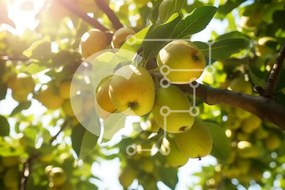 Intra Συλλεκτικό Ξύλινο Παζλ Plywood 4mm - Κλαδί δέντρου με ώριμους καρπούς Σε Ξύλινο Κουτί - Διαστάσεις: 10x10 cm – 25 κομμάτια